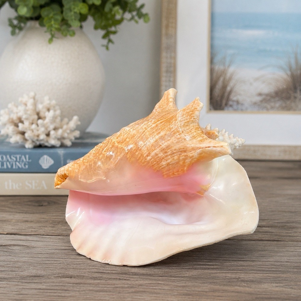 VTG Large Queen Conch Shell 10" Pink Interior Natural Coastal Nautical  Decor